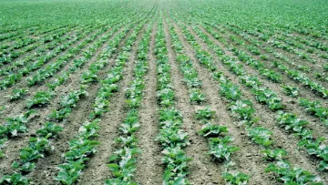 Protection insecticide de la betterave